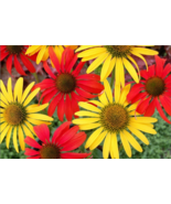 50 Tomato Mac &amp; Cheese Coneflower Seeds Echinacea Flower Perennial Flowers - $15.98