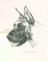 #235 GREAT DANE dog portrait art print * Pen and ink drawing by Jan Jellins - $12.50