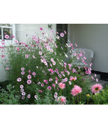 200 Cosmos Candy Stripe Flowers Garden Us Seller  Free Shipping From US - £6.44 GBP