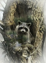 31.75&quot; X 44&quot; Panel Raccoon Animal Forest Call of the Wild Cotton Fabric D374.58 - £11.95 GBP
