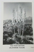 Vintage Real Photo Post Card RPPC The Four Sisters California Yuccas EKC - £3.14 GBP