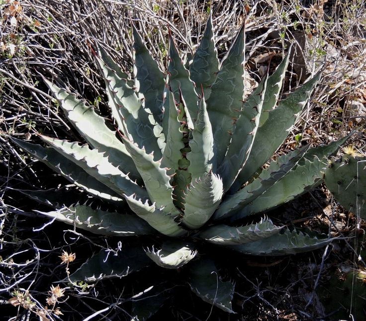 Agave Durangensis Agave Garden Plants, 10 and 50 similar items