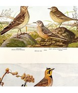 Horned Larks 1936 Bird Lithograph Color Plate Print DWU12D - €21,52 EUR