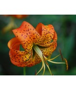 20 Turk&#39;s Cap Lily bulbs, Lily Superbum - $537.36 MXN
