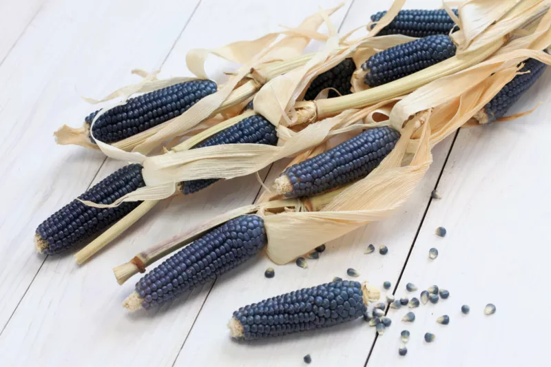 50 Seeds BLUE POPCORN Blue Kernels Pop White Corn Vegetable  - £9.65 GBP