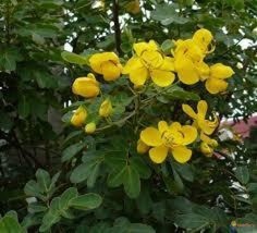 Cassia Occidentalis Coffee Senna Yellow Flowers Fresh Seeds - £14.93 GBP