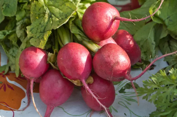 Radish Comet Red White Inside Early Variety 25 Days 78 Seeds Garden - $1.98