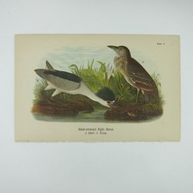 Bird Lithograph Print Black-crowned Night Heron John James Audubon Antique 1890 - £16.02 GBP