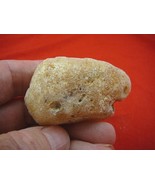 (k-3207) 30 g Rare Kauri tree Gum copal young Amber New Zealand Tane Mahuta - $39.26