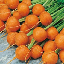 300 Parisian Market Carrot Seeds 2024 Heirloom Seed Usa Fresh Garden - £5.08 GBP