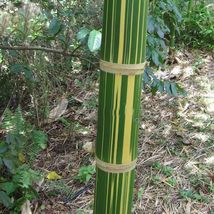 Dendrocalamus latiflorus Tawian Giant Bamboo, green body with yellow strip, 30 s - £11.86 GBP