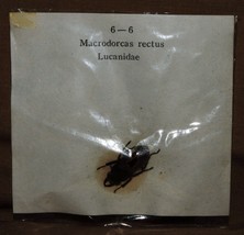 VINTAGE BEETLES SPECIMENS INSECTS MACRODORCAS RECTUS LUCANIDAE B5 - $3.24