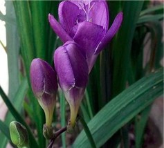 US Seller 20Pcs Freesia Flower Seeds Purple Flowers Fast Shipping - $14.18