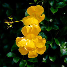 Yellow Hummingbird Trumpet Vine Flower Campsis Radicans Flava 10 Pcs Seeds - $10.63