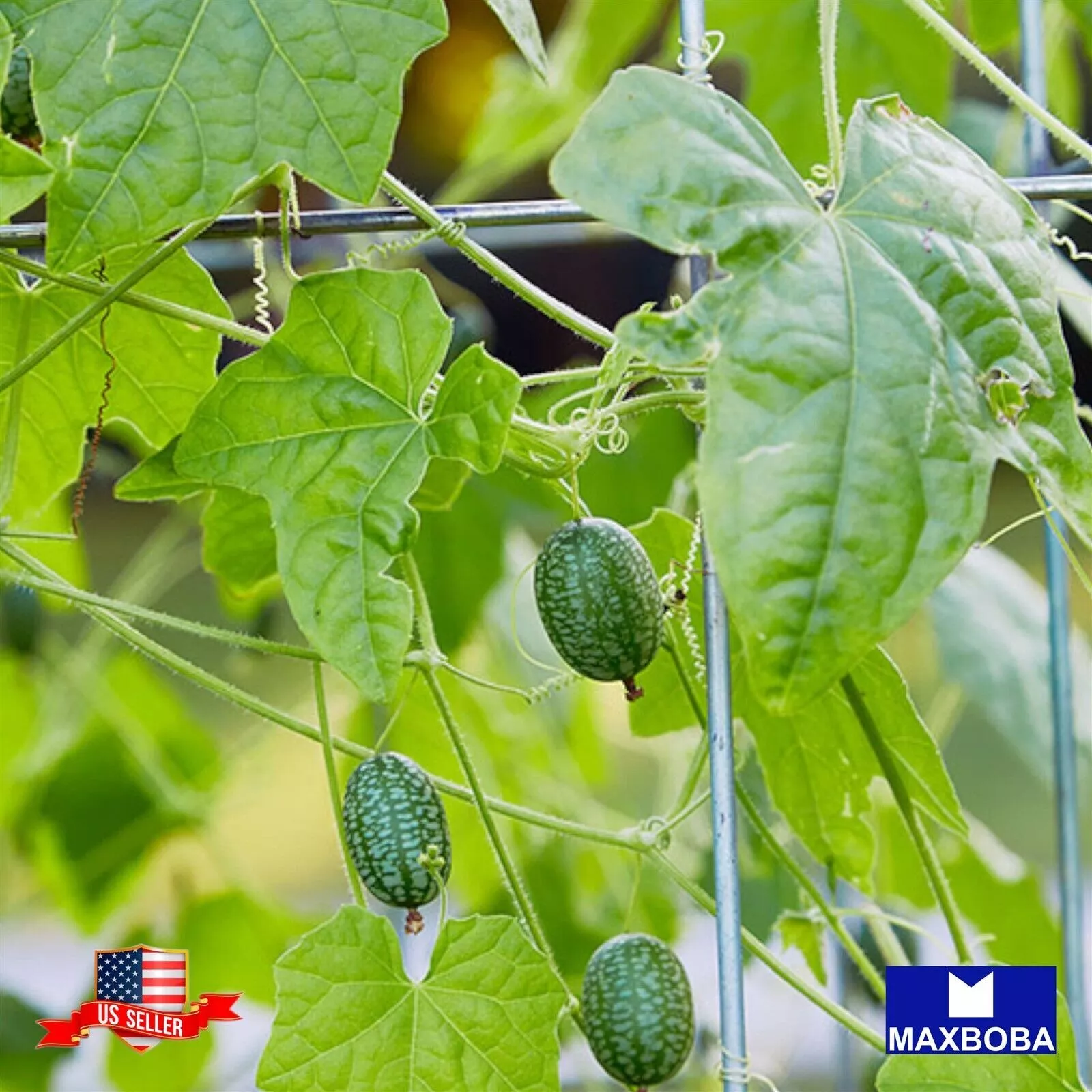 Cucamelon Seeds - Mexican Sour Gherkin Heirloom Non-GMO Vegetable - $9.08