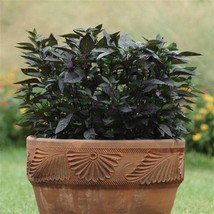 25 Ornamental Pepper Seeds Pepper Ornamental Black Pearl Gardening USA Shipping - $14.09