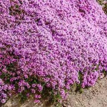 US SELLER Creeping Thyme WILD Groundcover Perennial Purple Fragrant Bees Non-GMO - £4.77 GBP