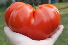 THJAR Steakhouse Tomato Seeds For Planting (25 Seeds) Non-Gmo Large Beefsteak Ga - $16.56