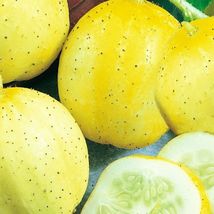 50 Of Lemon Cucumber Seeds | NON-GMO | Heirloom | Fresh Garden Seeds - £3.14 GBP