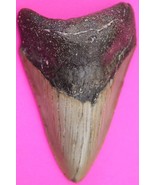 Authentic Megadolon Shark Tooth 3.21 Inches 69 Grams Fossil Dino Girl CO... - $96.99