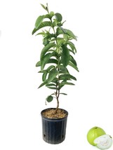 VP White Guava Tree - Live Tree In A 3 Gallon Pot - 1-2 Feet Tall - Edible Fruit - £147.68 GBP