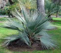 5 Pc Seeds Nannorrhops Ritchiana Plant, Mazari Palm Seeds for Planting | RK - £26.57 GBP