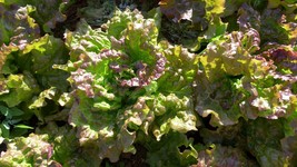 Prizehead Leaf Lettuce, NON-GMO, Heirloom, FREE SHIPPING  - $36.75 MXN+
