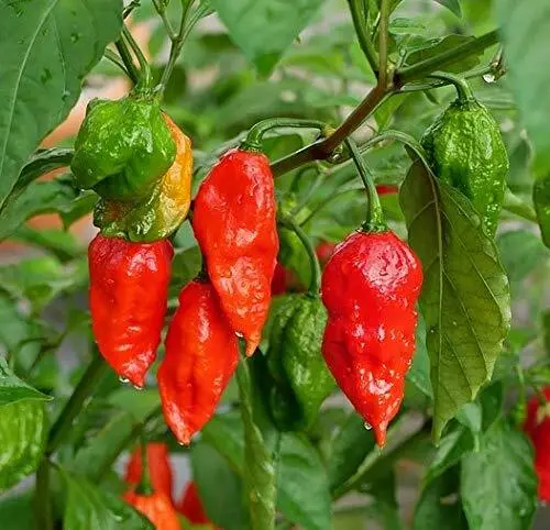 Fresh 100+ Ghost Hot Pepper Seeds-Bhut Jolokia Red Hot Chili Vegetable Seed Orga - £17.84 GBP