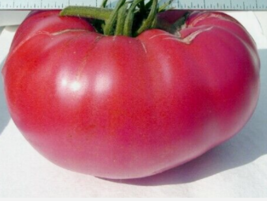 20 Pc Seeds Tiffen Mennonite Tomato Vegetable Plant, Tomato Seeds for Planting - £11.57 GBP