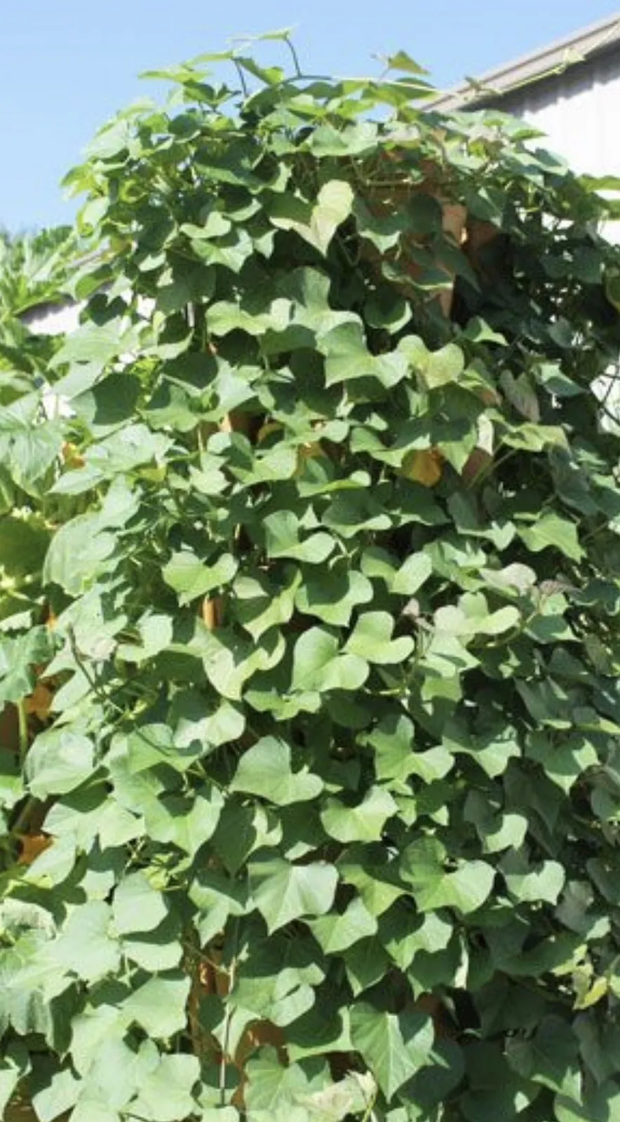 10 Ready To Plant Rooted Sweet Potato Slips Cutting Vines  - $41.98