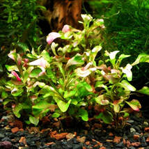 Aquarium Plants Alternanthera Ficoidea &#39;Red&#39; Bunch Live - £15.84 GBP