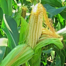 LWSTORE 60 Bantam 8 Row Sweet Corn Seeds Organic Non Hybrd Native Heirloom Veget - £8.52 GBP