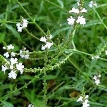 Grow In US 50 Seeds Verbena Common Officinalis - $8.49