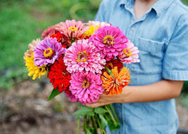 100 California Giant Zinnia Flower Mix Seeds Fresh Fast Shipping - $3.36
