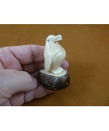 (TNE-PEN-1A) little Penguin ice bird TAGUA NUT figurine Antarctica King - €25,51 EUR