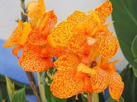 Lima Ja Yellow Canna Lily Indian Shot Canna Indica Flower 10 Seeds - £8.79 GBP