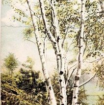 1910s Postcard Birch Trees Landscape Made In Germany Antique Ephemera E83C - $19.99