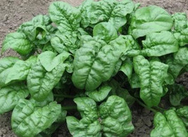 FMG Giant Noble Spinach 100Seeds Fast Grow - $194.27 MXN
