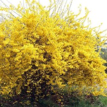 Weeping Forsythia Seeds Bonsai Forsythia Suspensa Yellow Flowering Trees USA SEL - $10.55