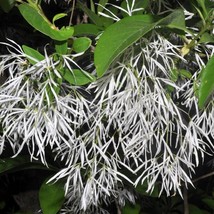 USA SELLER New White Fringe Tree Chionanthus virginicus ASA Bonsai Exotic Bloomi - £5.08 GBP