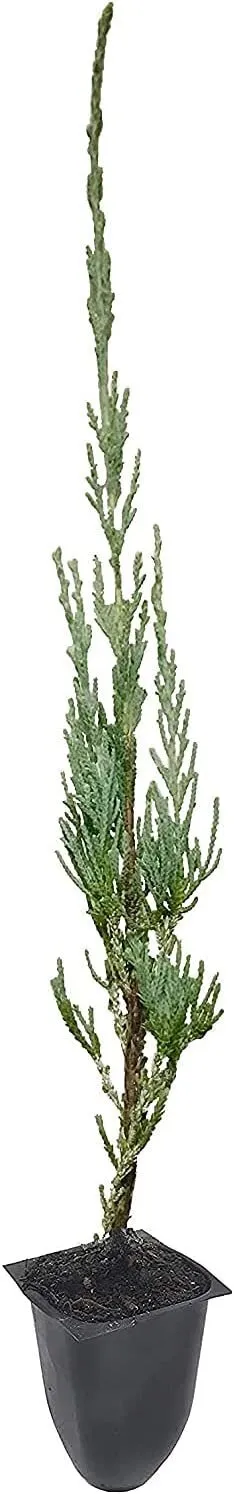 Skyrocket Juniper 10 Live Plants Juniperus Scopulorum - $91.09