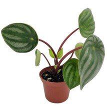 Watermelon Peperomia 2 inch  Pot USA Fast Shipping - $33.96