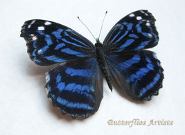 Mexican Bluewing Myscelia Ethusa Real Butterfly Entomology Collectible Shadowbox - £41.73 GBP