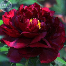 New Fresh Blackish Red Peony Plant Flower Seeds 11 Layer Petals Big Blooms Garde - $4.65