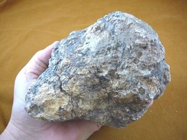 (DF844-167) 3 Lb Fossil Real Dinosaur Poop Coprolite Dino Valley Utah Dung Scat - £57.71 GBP