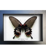 Large Tailed Papilio Memnon Female Real Butterfly Framed Entomology Shad... - $108.65 CAD