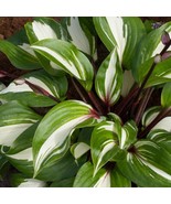 Hosta Raspberry Sundae #1 Division Size Starter Plant Ships Bare Root Fr... - $34.00