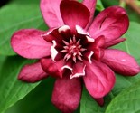 10 Carolina Allspice Seeds, Sweetshrub, Strawberry Bush, Calycanthus Flo... - £5.17 GBP