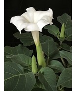 SEED-Moon Flower Indian Thornapple White Trumpet Flower Fragrant Sacred ... - $3.79+