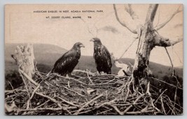 American Eagles In Nest Acadia National Park Mt Desert Island Maine Postcard X28 - $9.95